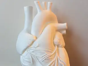 Anatomically correct heart