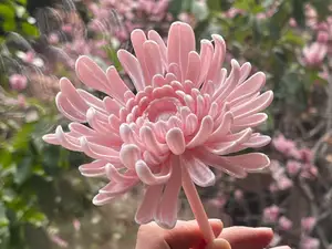 超逼真的菊花中式传统大菊