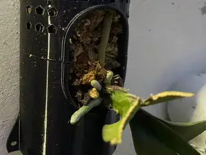 蝴蝶兰板植