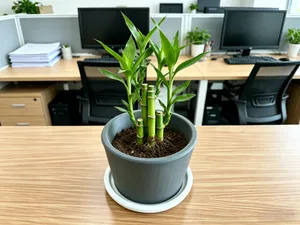 盆栽底座