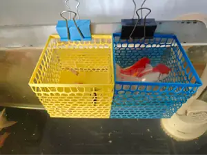 鱼缸隔离盒