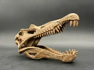 棘龙头骨化石