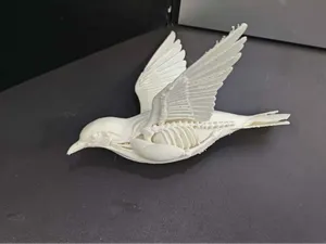 鸟类解剖模型,生物课讲解使用,鸟骨骼