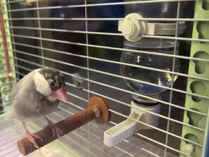 鸟笼饮水器（适合横鸟笼）