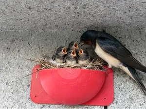 壁挂燕子窝