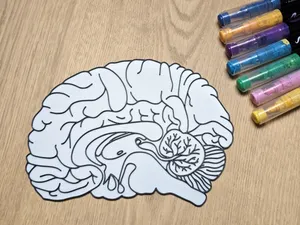 Human Brain Anatomy Coloring Craft