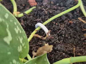 Plant Clips Ground Stakes Garden Staples "U" shape