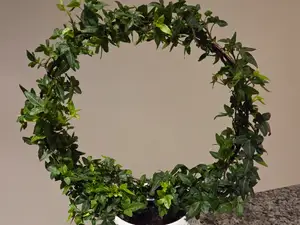 Extra large circular plant trellis for vine