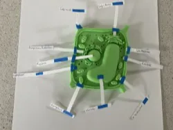 Plant Cell Model