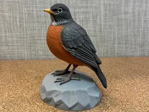 American Robin