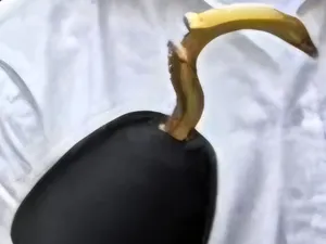 Piratenhaken mit Bieröffner