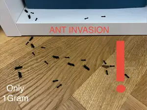 Ant Invasion PRANK