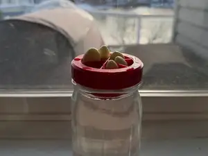 hydroponic garlic grower