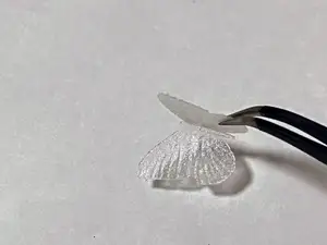 小蝴蝶