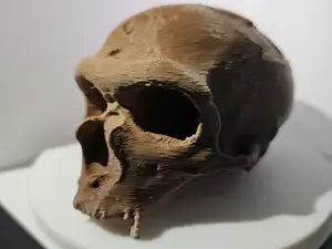 Homo Neanderthalensis Cranium