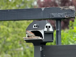 Ultimative erfolgreiches Vogelhäuschen