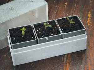 Anzuchtbox für 3 Pflanzen
