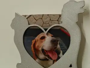 cornice per animali domestici