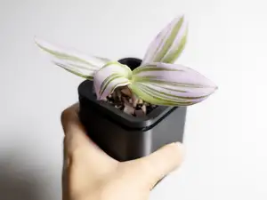 8cm自灌溉small自吸水透气透水小花盆办公室桌面工作台餐桌花盆丝滑拿取