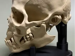 Hyperrealistic Vampire Skull v2025