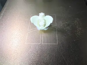 Male Pelvis - Bone and Organ structure -AI Model