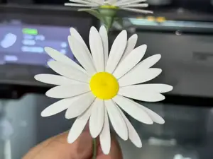 小雏菊 真实的小雏菊
