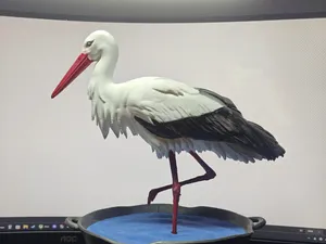 10 most popular polish birds - 02 Stork/Bocian