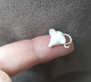 Cute little white mouse
