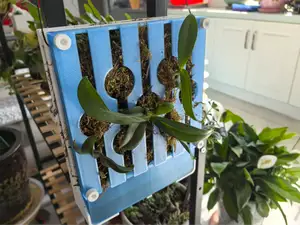 自吸水木板风格板植框/绿植板/蝴蝶兰种植板/鹿角蕨挂板/植物上墙板