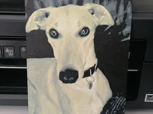 Greyhound