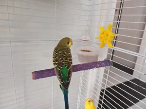 鹦鹉陀螺玩具