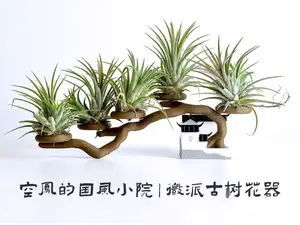 空凤的国风小院｜徽派古树花器