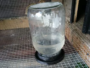 Chick or Quail Waterer
