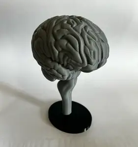 BRAIN