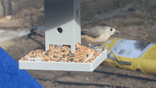 Bird Feeder for Cardinals and Crested Titmouse