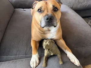 Staffordshire Bullterrier and The Model Loke