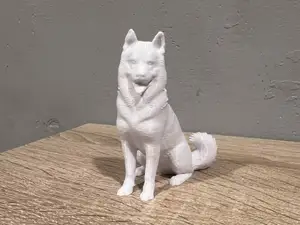 Sitting Siberian Husky - Animal - Dog