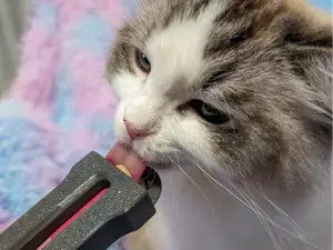Dispenser for Lickable Cat Treats
