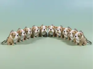 portachiavi bulldog inglese