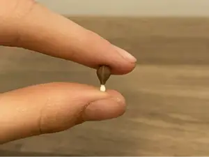 Worlds Smallest Fried Chicken Drumstick