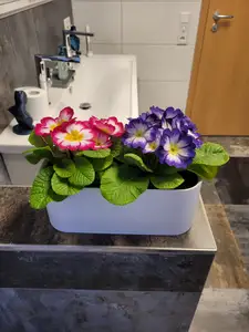 Long plant pot for flowers
