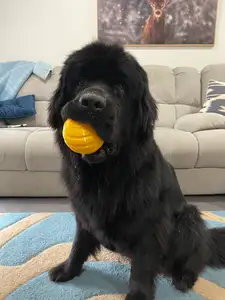 TPU Doggo Ball for all the best Bois and Girls