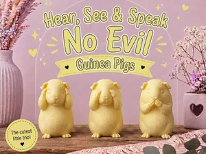 Hear, See & Speak No Evil Guinea Pigs