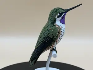 Chilean Woodstar Hummingbird