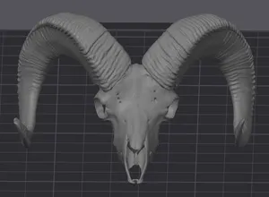 California Bighorn Sheep Skull