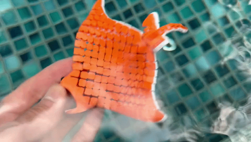 灵活柔性蝠鲼