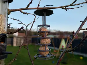 Mangeoire à oiseaux - Boules de graisse