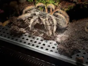 Terrarium Ventilation Mod