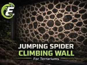 Jumping Spider Climbing Wall
