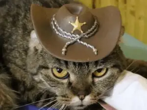 COWBOY HAT FOR CAT (NO SUPPORT)